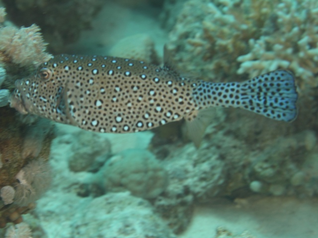 Ostracion cubicus