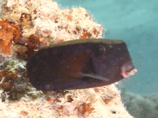 Ostracion Cyanurus