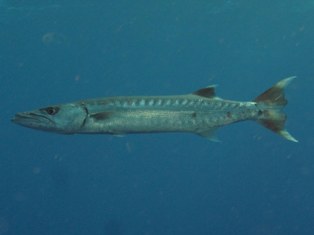 Barracuda