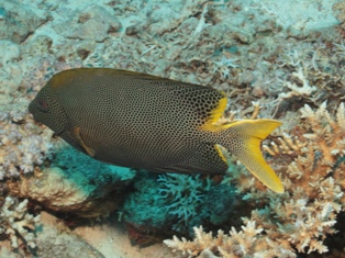 Lapindex