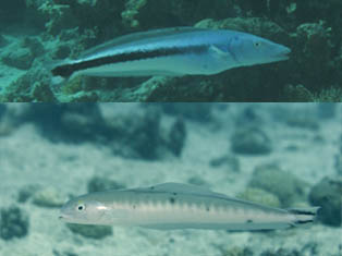 Malacanthe