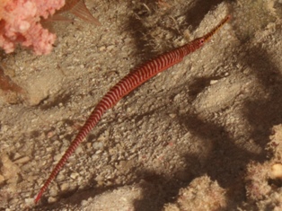 Dunckerocampus multiannulata