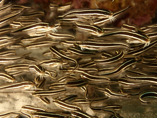 Plotosus lineatus