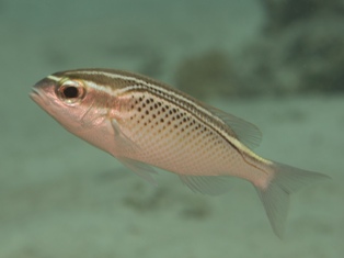 scolopsis d'arabie