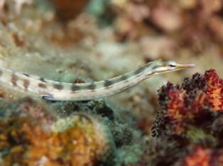 Syngnathes hippocampes