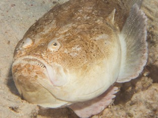 Uranoscopus Sulphureus