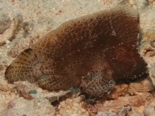 Poisson velour