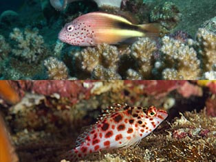 Faucons Epervier