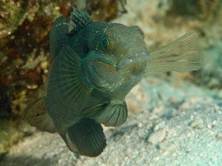 Gobies