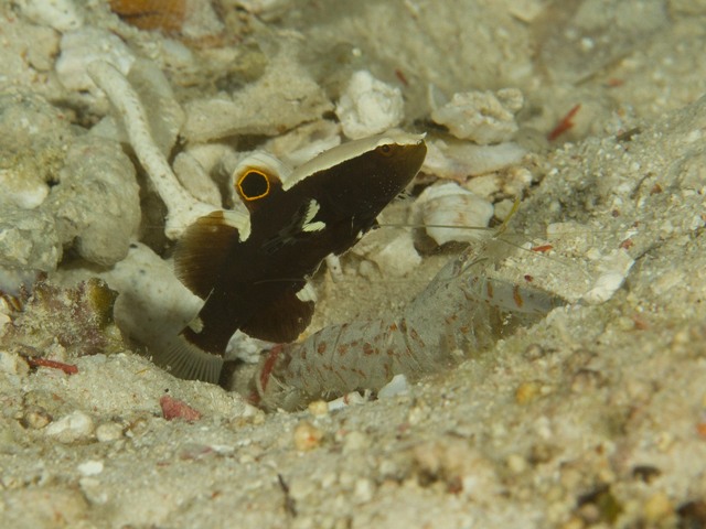 Lotilia Graciliosa