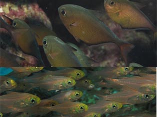 Poisson Hachettes et de verre