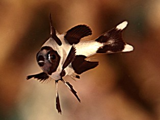 Macolor Niger Juv1