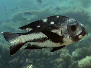 Macolor Niger Juv2