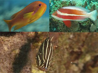 Anthias