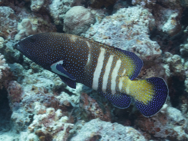 Cephalopholis argus