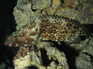 Epinephelus Tauvina