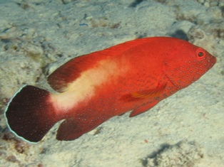 Cephalopolis Hemistiktos