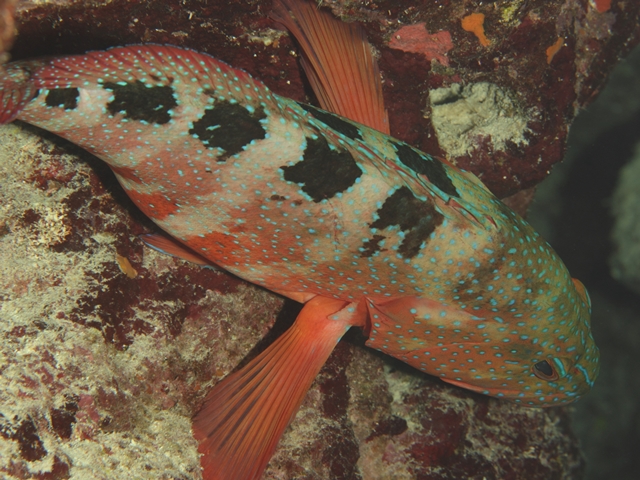 Cephalopholis Sexmaculata