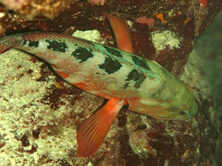 Cephalopholis Sexmaculata