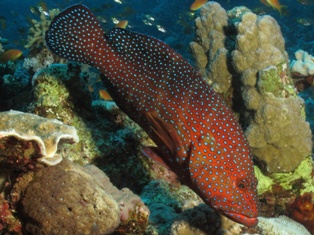 Cephalopolis miniata