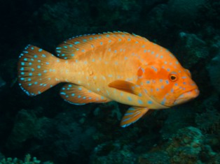 Cephalopholis Oligosticta