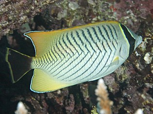 Chaetodon trifascialis