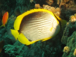 Chaetodon melannotus