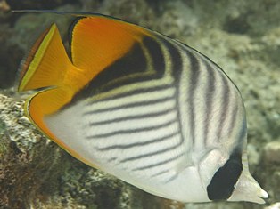Chaetodon auriga