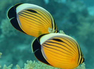 Papillions
