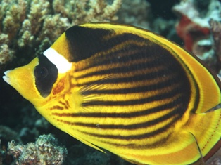 Chaetodon fasciatus