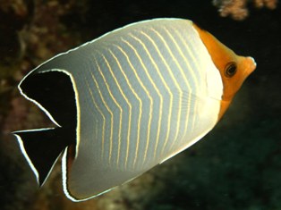 Chaetodon larvatus