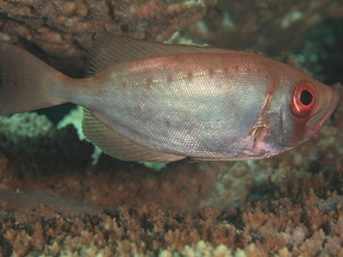 priacanthus harmrur