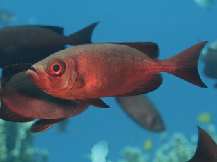 Priacanthe