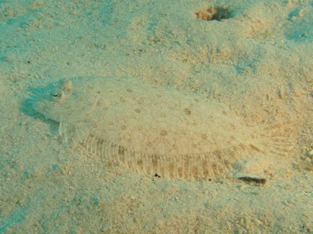 Pardachirus Marmoratus