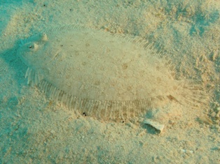 Pardachirus Marmoratus