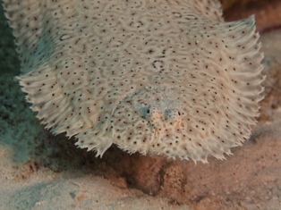 Soleidae