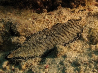 Soleichtys heterorhinos
