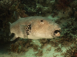 Tetraodontidae diodontidae